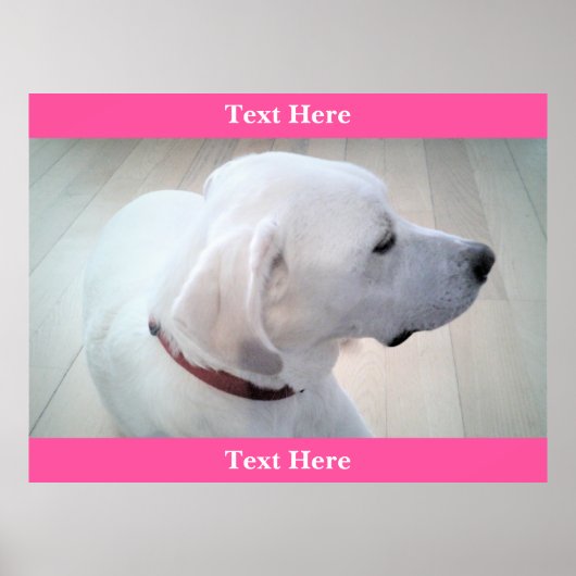 Cute White Labrador Retriever Mix Dog Profile Pink ポスター (正面)
