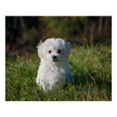 Cute white puppy ポスター (正面)