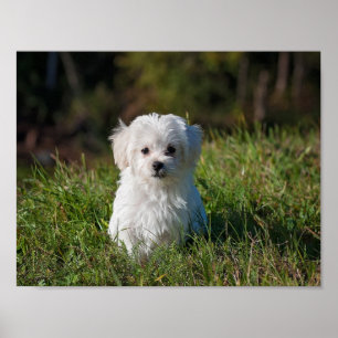Cute white puppy ポスター