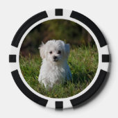 Cute white puppy ポーカーチップ (正面)