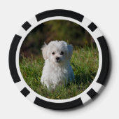 Cute white puppy ポーカーチップ (裏面)