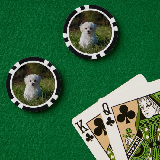 Cute white puppy ポーカーチップ (ポーカーテーブル (ダブル))