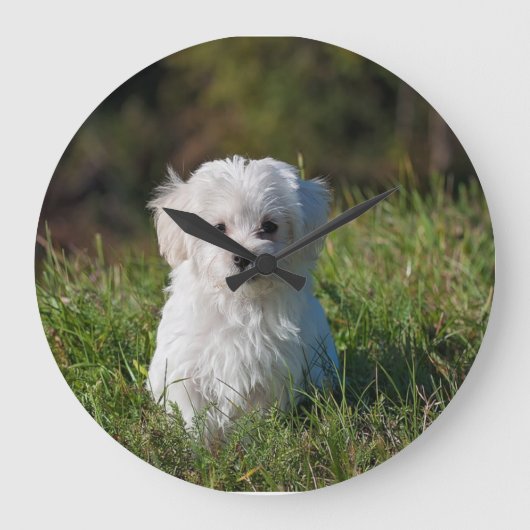 Cute white puppy ラージ壁時計 (正面)
