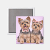 Cute Yorkshire Terrier Couple Valentine Magnet マグネット (正面/裏面)