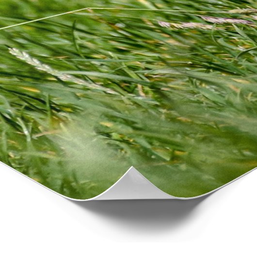 Cute Yorkshire Terrier Running Through Grass ポスター (角)