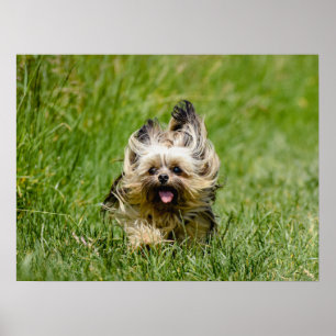 Cute Yorkshire Terrier Running Through Grass ポスター