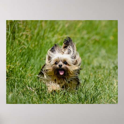 Cute Yorkshire Terrier Running Through Grass ポスター (正面)
