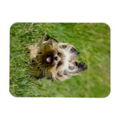 Cute Yorkshire Terrier Running Through Grass マグネット (横)