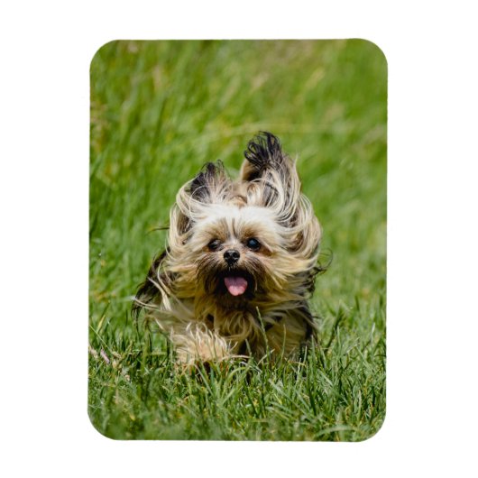 Cute Yorkshire Terrier Running Through Grass マグネット (縦)