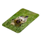 Cute Yorkshire Terrier Running Through Grass マグネット (左側)