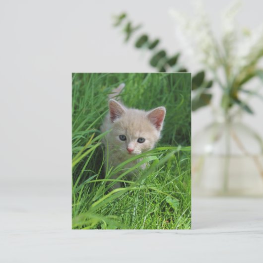 Cuteness ポストカード (スタンド正面)