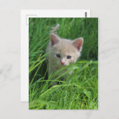 Cuteness ポストカード (正面/裏面)