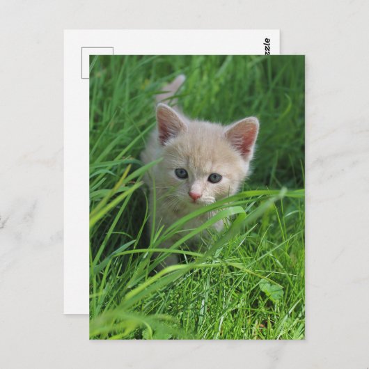 Cuteness ポストカード (正面/裏面)