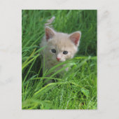 Cuteness ポストカード (正面)