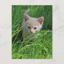 Cuteness ポストカード