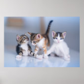 Cutest Baby Animals | 3 Tabby Kittens ポスター (正面)