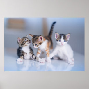 Cutest Baby Animals 3 Tabby Kittens ポスター