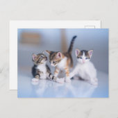 Cutest Baby Animals | 3 Tabby Kittens ポストカード (正面/裏面)
