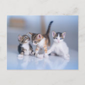 Cutest Baby Animals | 3 Tabby Kittens ポストカード (正面)