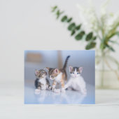 Cutest Baby Animals | 3 Tabby Kittens ポストカード (スタンド正面)