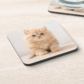 Cutest Baby Animals | A British Longhair Kitten コースター (左側)