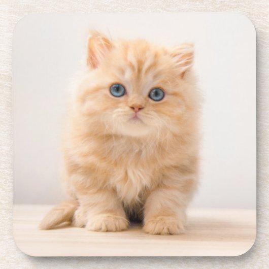 Cutest Baby Animals | A British Longhair Kitten コースター (正面)