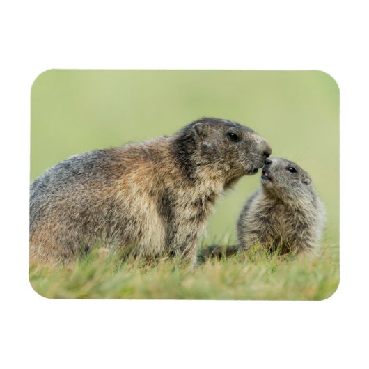 Cutest Baby Animals | Alpine Marmot Family マグネット (横)