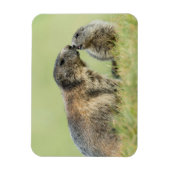 Cutest Baby Animals | Alpine Marmot Family マグネット (縦)