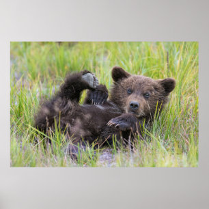 Cutest Baby Animals Baby Brown Bear Cub ポスター