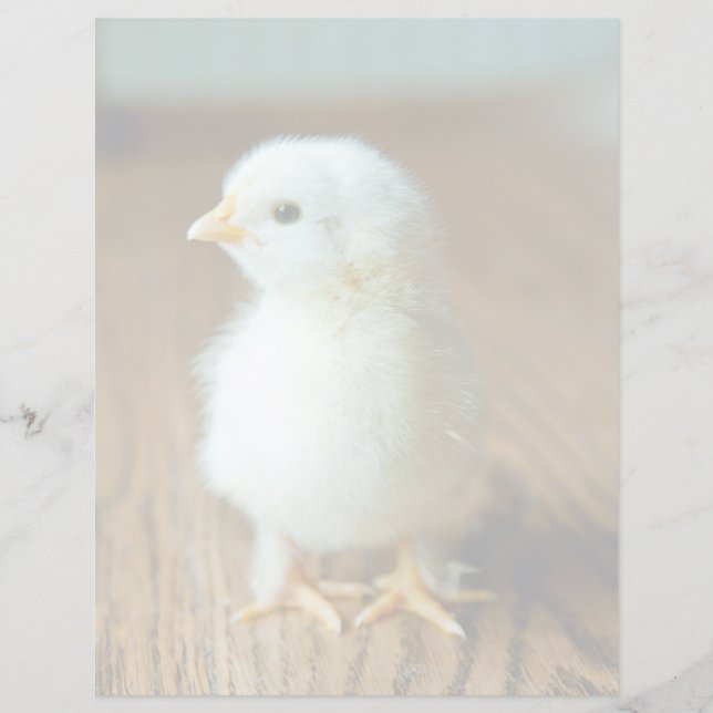 Cutest Baby Animals | Baby Chick (正面)