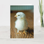 Cutest Baby Animals | Baby Chick カード (正面)
