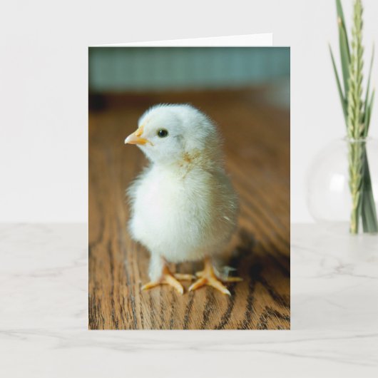 Cutest Baby Animals | Baby Chick カード (正面)