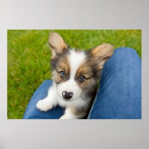 Cutest Baby Animals Baby Corgi in My Lap ポスター