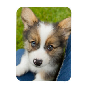 Cutest Baby Animals Baby Corgi in My Lap マグネット