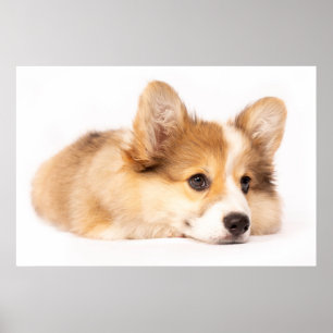 Cutest Baby Animals Baby Corgi Puppy Portrait ポスター
