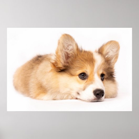 Cutest Baby Animals | Baby Corgi Puppy Portrait ポスター (正面)