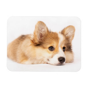 Cutest Baby Animals Baby Corgi Puppy Portrait マグネット
