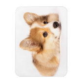 Cutest Baby Animals | Baby Corgi Puppy Portrait マグネット (縦)