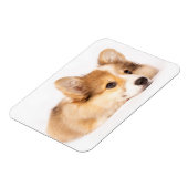 Cutest Baby Animals | Baby Corgi Puppy Portrait マグネット (左側)