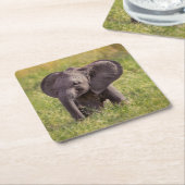 Cutest Baby Animals | Baby Elephant Kenya Africa スクエアペーパーコースター (アングル)