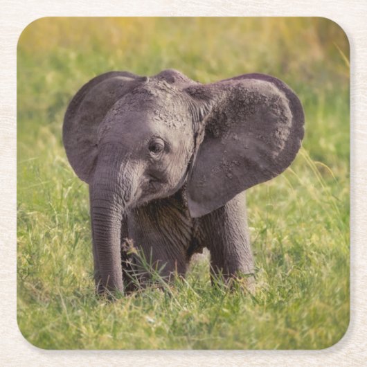 Cutest Baby Animals | Baby Elephant Kenya Africa スクエアペーパーコースター (正面)