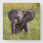Cutest Baby Animals | Baby Elephant Kenya Africa スクエア壁時計 (正面)
