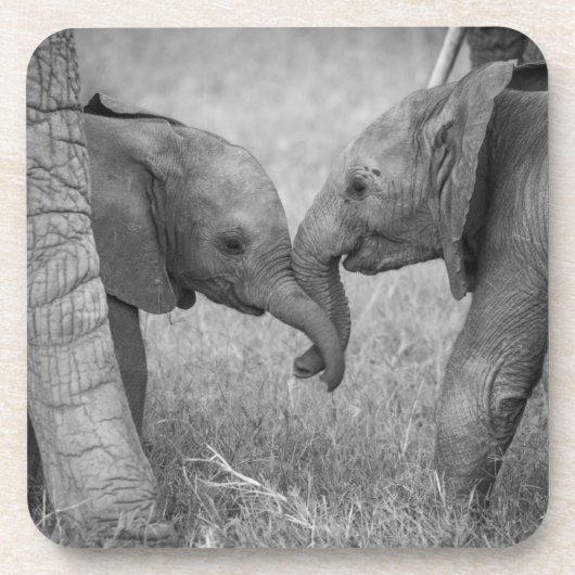 Cutest Baby Animals | Baby Elephants Greeting コースター (正面)