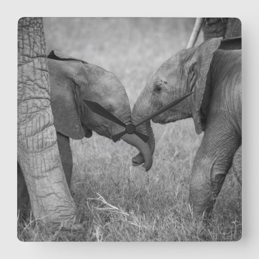 Cutest Baby Animals | Baby Elephants Greeting スクエア壁時計 (正面)