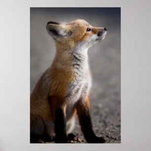 Cutest Baby Animals Baby Fox Portrait ポスター