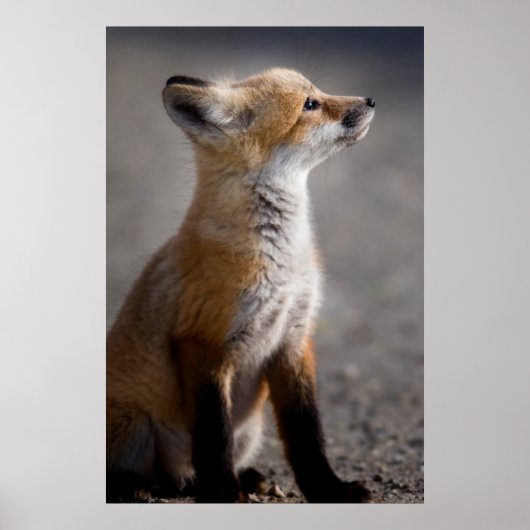Cutest Baby Animals | Baby Fox Portrait ポスター (正面)