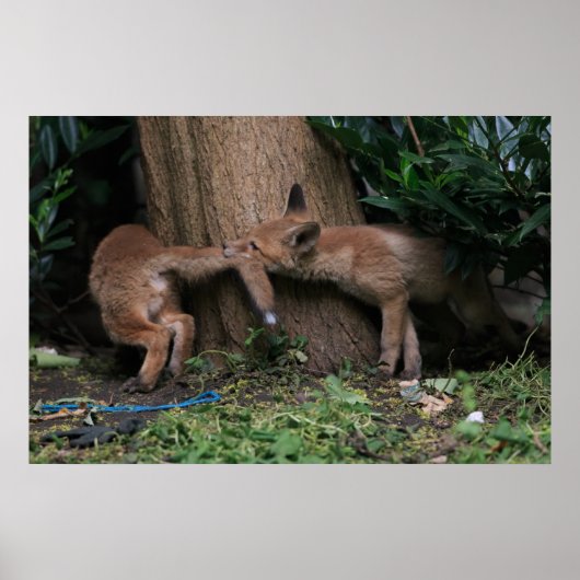 Cutest Baby Animals | Baby Foxes Playing ポスター (正面)