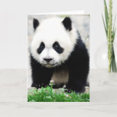 Cutest Baby Animals | Baby Panda Bear カード (正面)