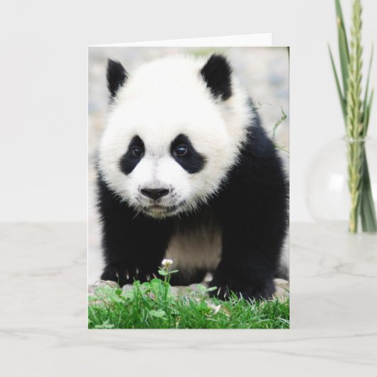 Cutest Baby Animals | Baby Panda Bear カード (正面)