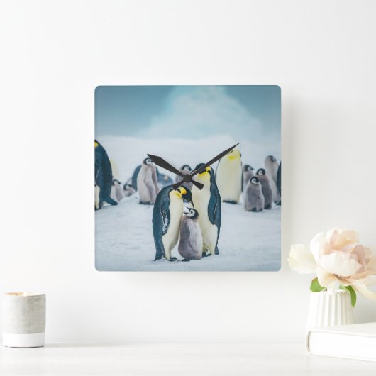 Cutest Baby Animals | Baby Penguin Feeding スクエア壁時計 (ホーム)